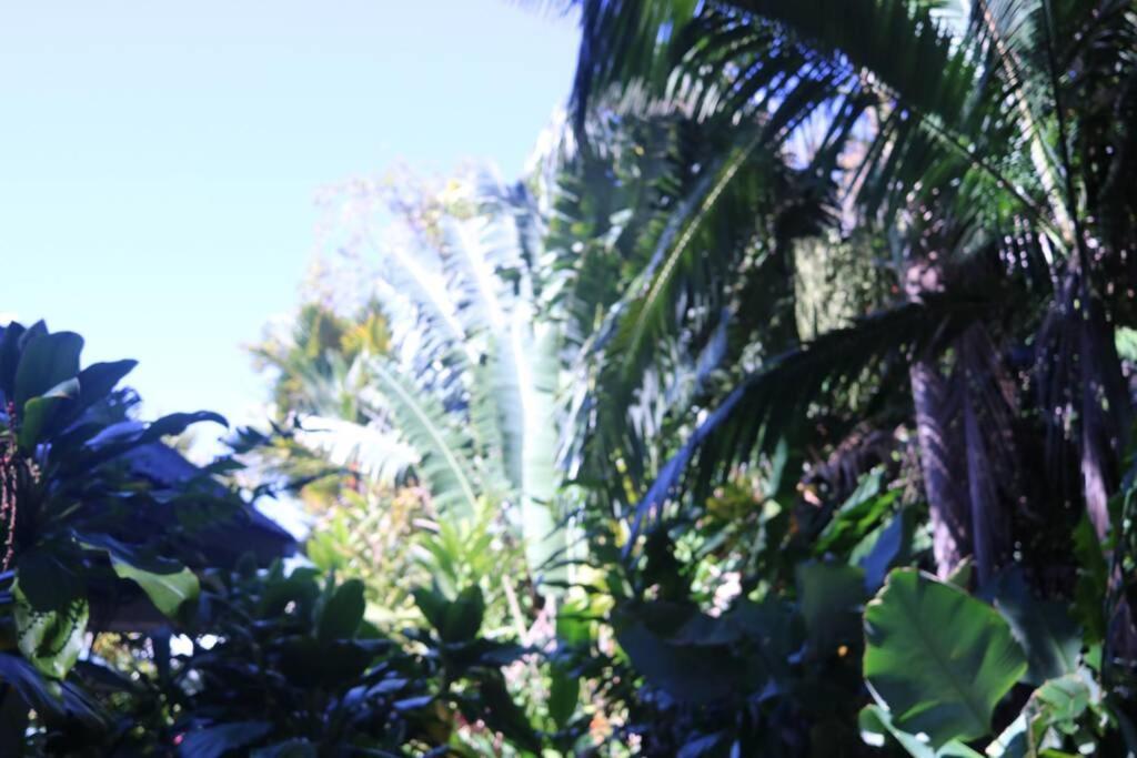 Beauty Tiny Walk To Sea Villa Port Douglas Exterior photo