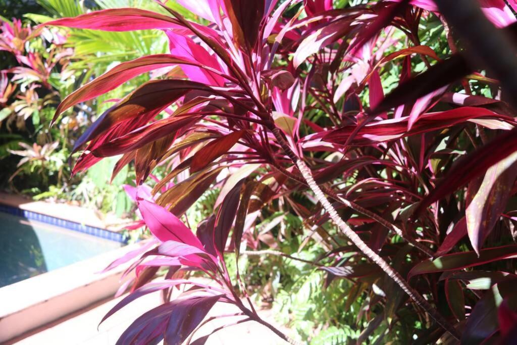Beauty Tiny Walk To Sea Villa Port Douglas Exterior photo